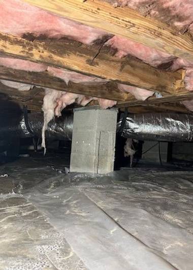 Fallen wet fiberglass batts hanging from crawl space joists