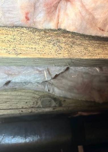 Visible mold on crawl space framing